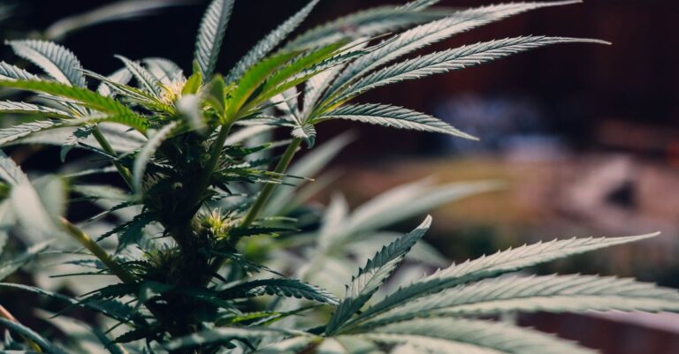 CBD and Hemp Oil Cosmetics: Legal Status and Safety Assessment in the EU