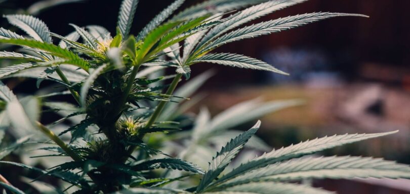 Close-up of a green hemp plant with detailed serrated leaves